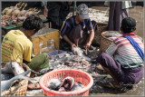 Preparing the Fish for Market 2