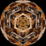rattimber1659c_Timber Coils_Timber Rattlesnake