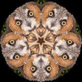 owlle6171j_Stare into my Eyes_Long-eared Owl