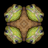 treefrogbark9274a_Frogger_Barking Treefrog