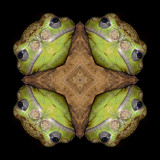 treefrogbark9274a_Frogger_Barking Treefrog