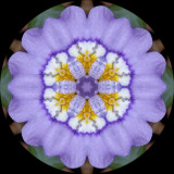 iricri2742f_Blue Ice_Dwarf Crested Iris 