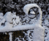 snow on gate .jpg