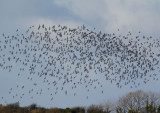 flock of birds 2.jpg