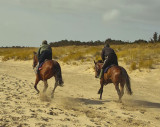 horses on training gallop 1.jpg