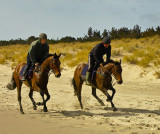 horses in training 2.jpg