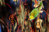 Purple-crowned Lorikeet