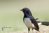 fantails_and_drongo