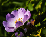 WILD ROSE ROSACEAE FAMILY