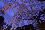 Sakigake Sakura at Hirano Shrine Kyoto