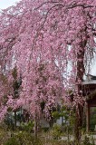 Taikenmon-in Sakura at Hou Kongo-in Temple