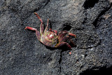Crab on Lava Kauai