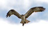 Raptors Scavengers