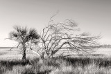 Guana Preserve #1 b/w