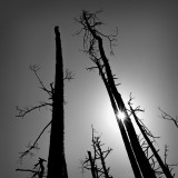 Guana Preserve #12