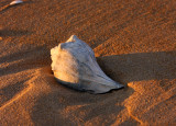 Lone seashell at sunrise.