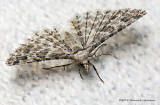 K5G6474-Unidentified small moth.jpg