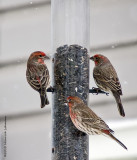 K5G6715-House Finches.jpg