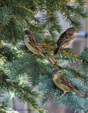 K5G6404-Sparrows.jpg