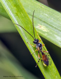 K5G5114-unidentified.jpg