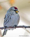 K5G8308-Common Redpoll.jpg