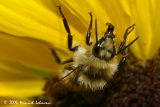 P1015-red tailed bumble bee.jpg