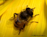 P0827-drone fly.jpg