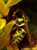 P0626-sandhills hornet.jpg
