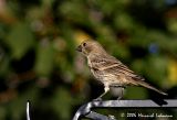P1375-house finch.jpg