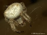 P1559-Orb Weaver.jpg