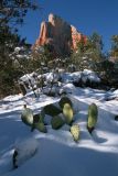 Snowy Cactus