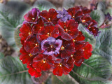  Mauve & Red