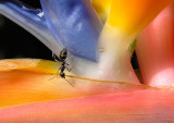  Ant on Strelitzia