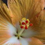 Hibiscus Stigma