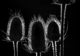 Backlit Dipsacus 