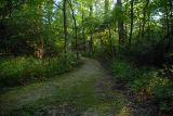 Woodland Trail