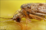 Caddisfly Close up