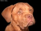 Dogue de Bordeaux (or French mastiff) Puppy  Baumont