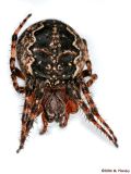 Barn Spider (Araneus cavaticus) 