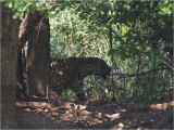 Jaguar.jpg