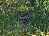 Jaguar 2.jpg