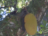 05 White Tufted-ear Marmoset.jpg