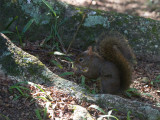 06 Squirrel.jpg