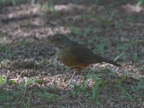 07 Rufous-bellied Thrush.jpg