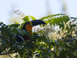 18 Channel-billed Toucan.jpg