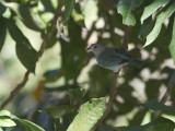19 Sayaca Tanager.jpg