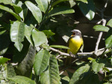 25 Social Flycatcher.jpg