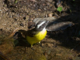 27 Social Flycatcher.jpg