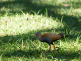 31 Slaty-breasted Wood Rail.jpg