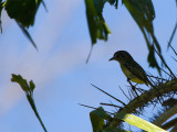 32 Yellow-Olive Flycatcher.jpg